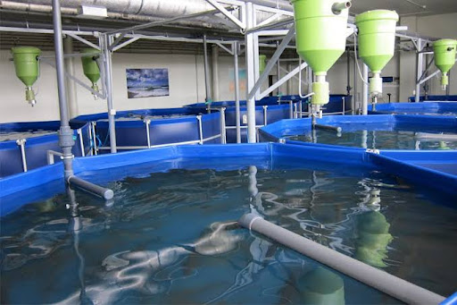 tepelná čerpadla bazén pro akvakulturu